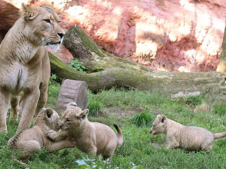 Wildlife Park |  Vehari | وہاڑی چڑیا گھر