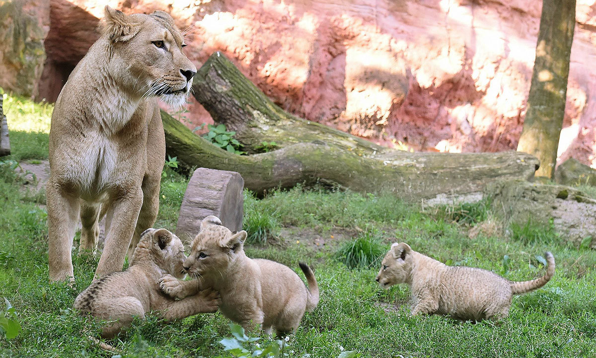 Wildlife Park |  Vehari | وہاڑی چڑیا گھر