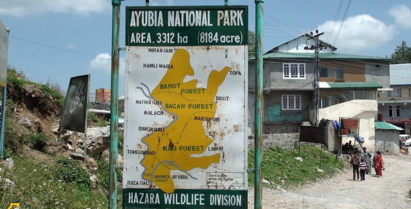 Ayubia National Park | Abbottabad | ایوبیہ ملی باغ