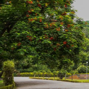 Bagh-e-Jinnah | Lahore | باغِ جناح