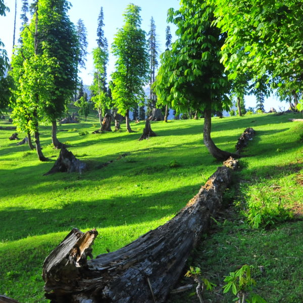 Arang Kel | Neelum Valley | اڑنگ کیل