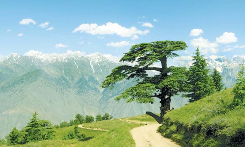 Chitral Gol National Park | چترال گول نیشنل پارک