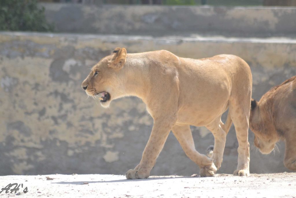 Bahawalpur Zoo | بہاولپور چڑیا گھر