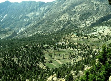 Juniper Forest | Ziarat | صنوبر کا جنگل