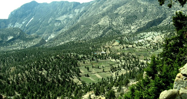 Juniper Forest | Ziarat | صنوبر کا جنگل