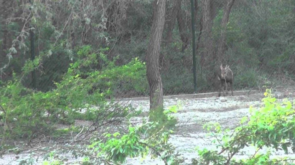 Pai Reserved Forest | Shaheed Benazirabad |  پئي ٻيلو جنگل