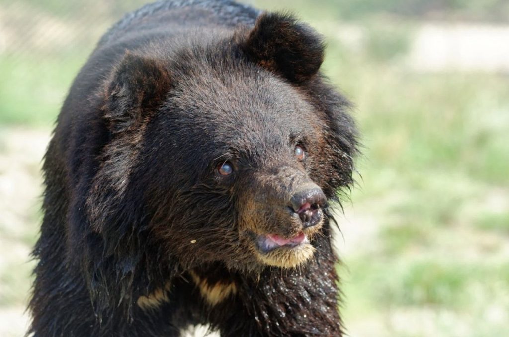 Balkasar Bear Sanctuary | Chakwal |