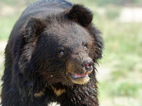 Balkasar Bear Sanctuary | Chakwal |