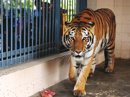 Dera Ghazi Khan Zoo