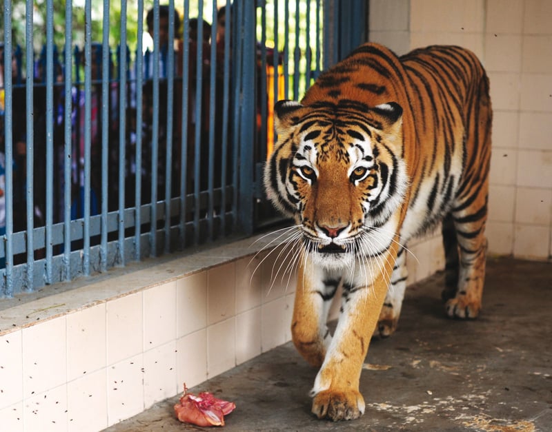 Dera Ghazi Khan Zoo