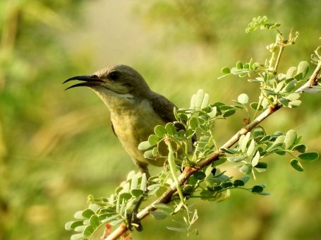 Padhri Wildlife Reserve | Jhelum |