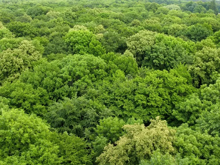 Chichawatni Reserved Forest | Sahiwal |