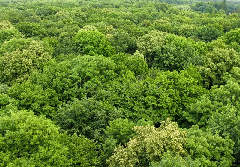 Chichawatni Reserved Forest | Sahiwal |