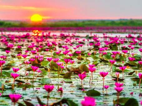 Lotus Lake (Kanwal Jheel) | Islamabad |