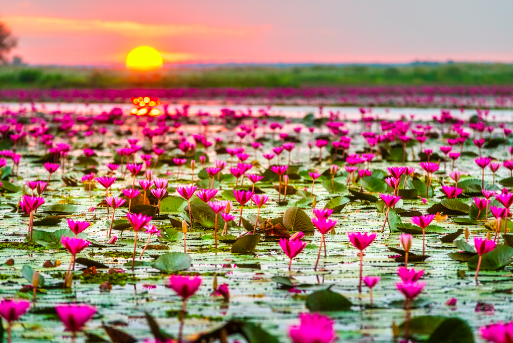 Lotus Lake (Kanwal Jheel) | Islamabad |